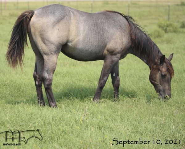 Graves Blue Sparks 2020 Roan Colt